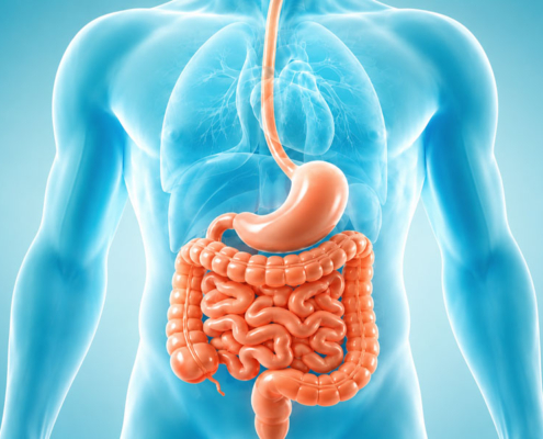 Intestino
