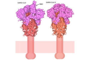 Il Genoma SARS-CoV2