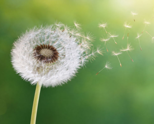 Le allergie inalanti stagionali i pollini